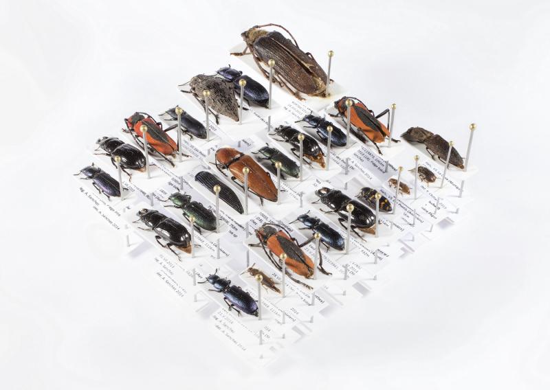 Espèces de coléoptères rares dans les collections muséales suisses