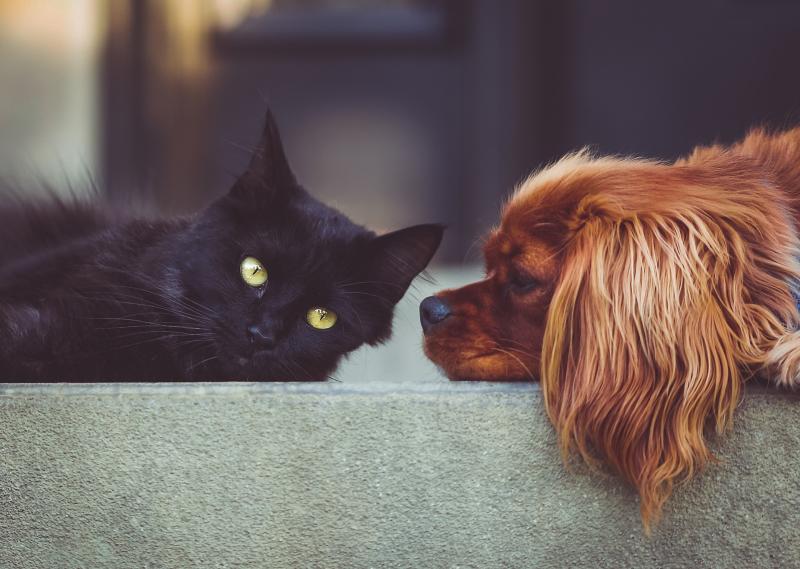 L'image montre un chien et un chat