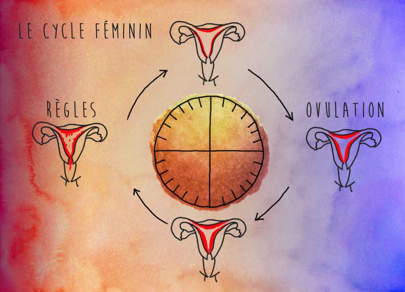 le cycle féminin