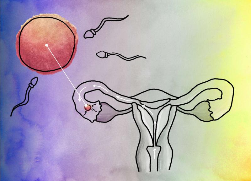 Rencontre ovule spermatozoïde