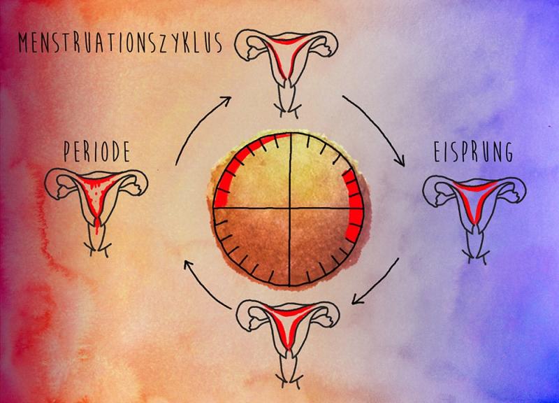 Menstruationzyklus