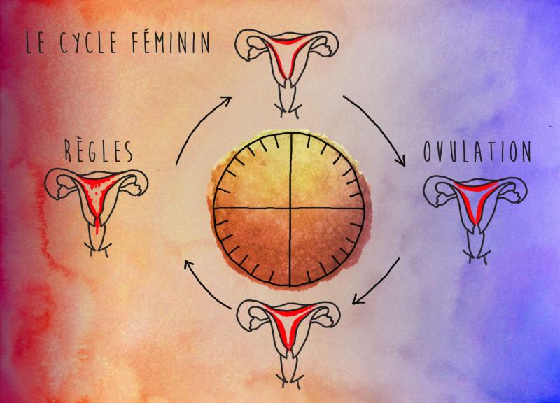 cycle féminin