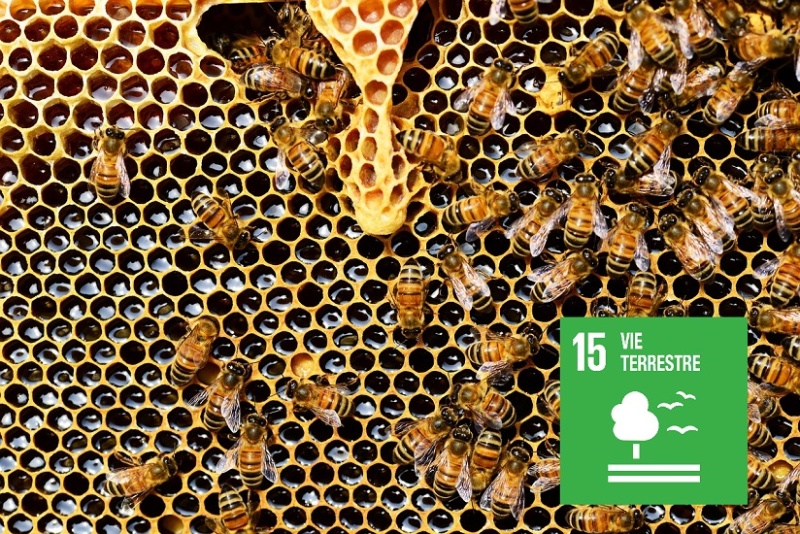 Apizoom reçoit le Prix de l'innovation agricole 2020