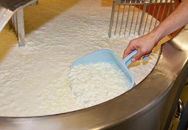 L'image montre la fabrication de fromage 