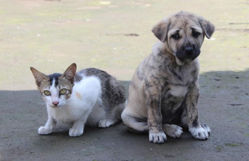 la photo représente un petit chien et un chat