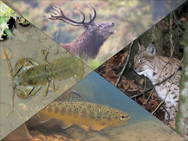 Sektion Fauna, Jagd und Fischerei © Alle Rechte vorbehalten - SFN