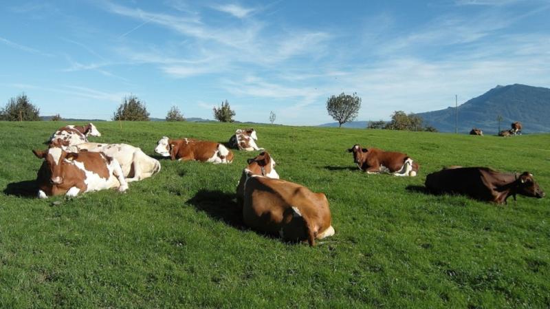 das Foto zeigt mehrere Kühe auf einer Weide
