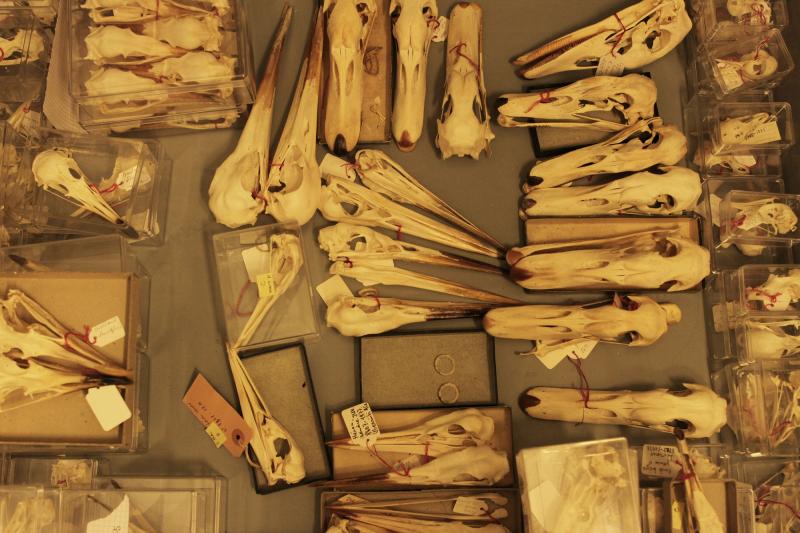 Collection de crânes d'oiseau du MHNF, détail
