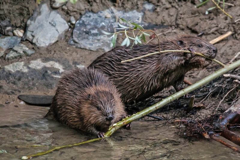 Castor commun (Castor fiber)