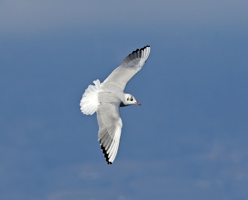 Mouette rieuse (Larus ridibundus)