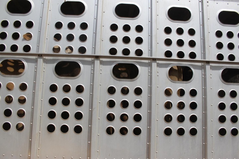 Wer Tiere transportiert, ist für deren Wohlergehen verantwortlich