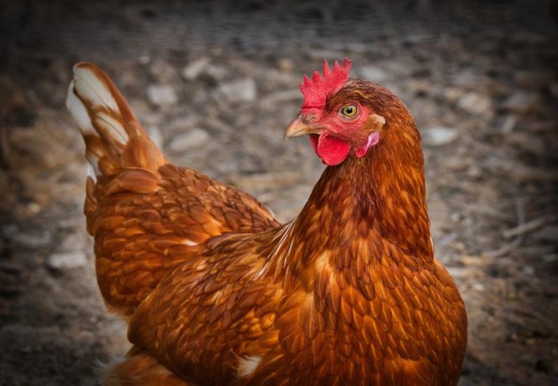 La volaille domestique doit être séparée strictement des oiseaux sauvages pour empêcher la propagation de la grippe aviaire.