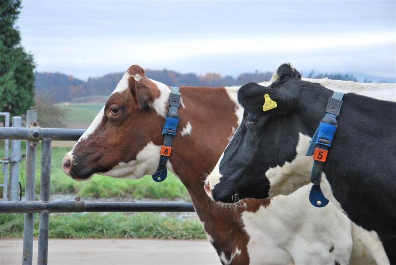 Photo montrant des vaches