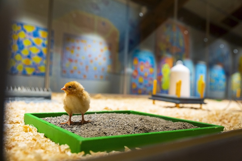 Einfach Küken - Küken