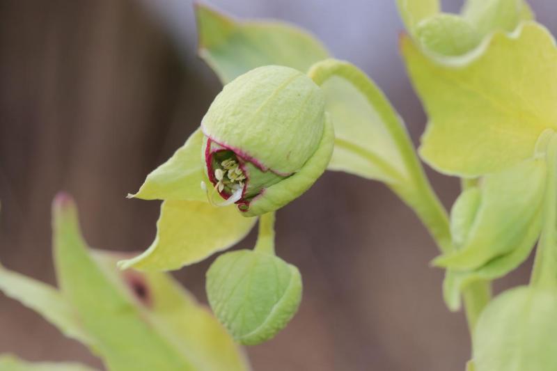 Fleur d’héllébore fétide (Helleborus foetidus) 