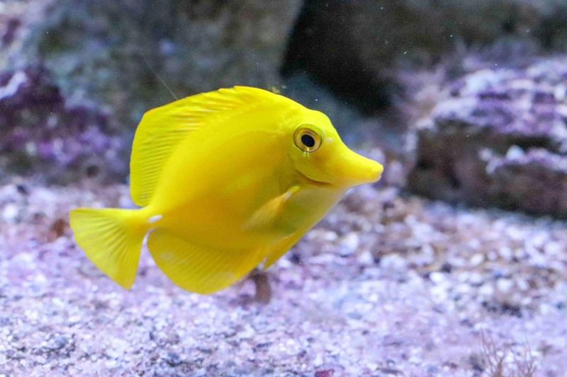 Gelber Segelflossendoktor 