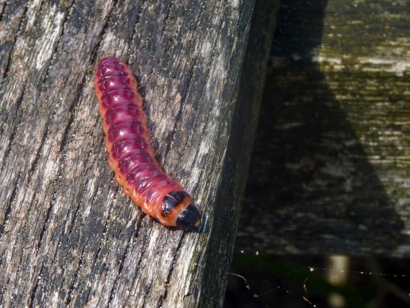 Raupe des Weidenbohrers (Cossus cossus) 