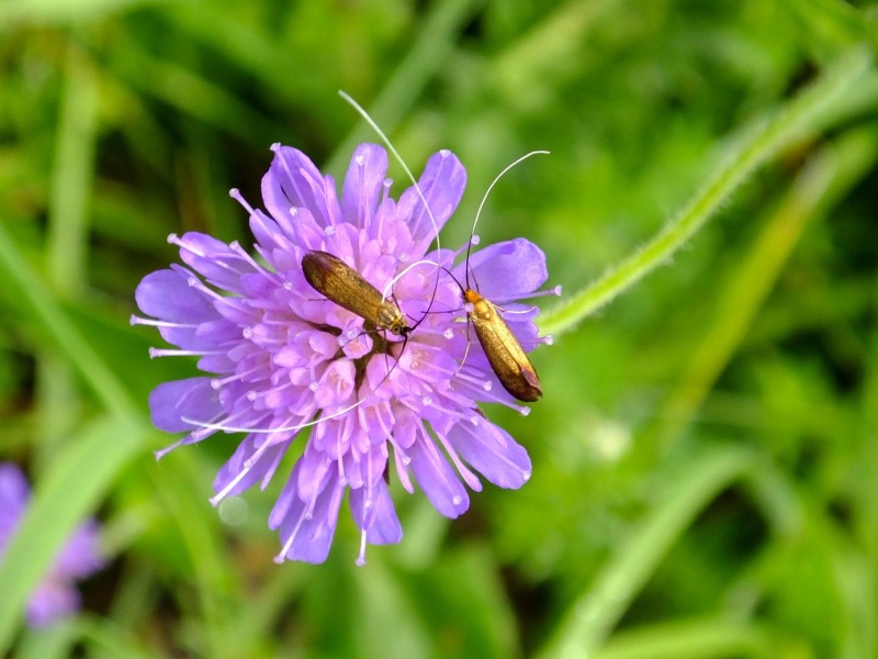 Adèles de la scabieuse (Nemophora metallica) 