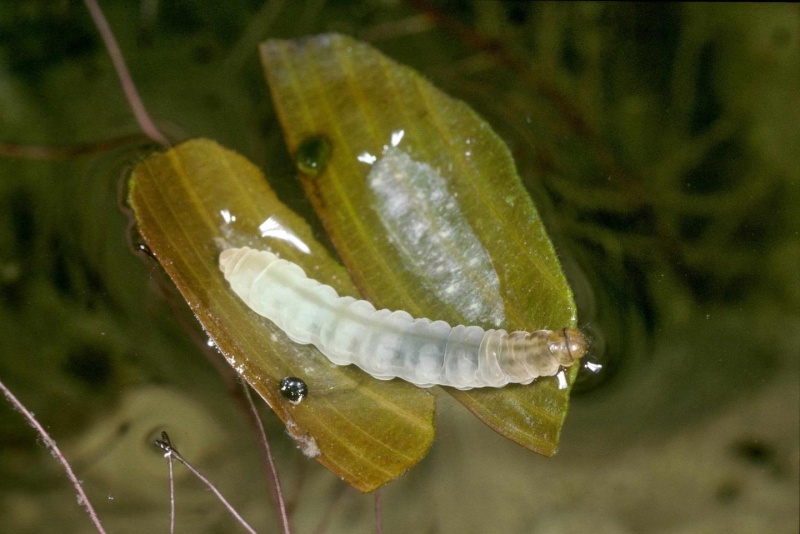 Chenille de l’Hydrocampe du potamot dans un fourreau ouvert (Elophila nymphaeata) 