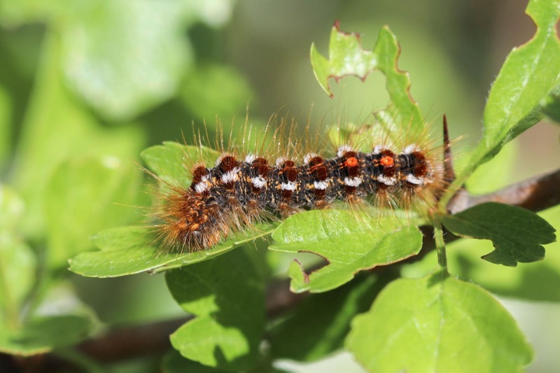 Chenille du Bombyx cul-brun (Euproctis chrysorrhoea) 