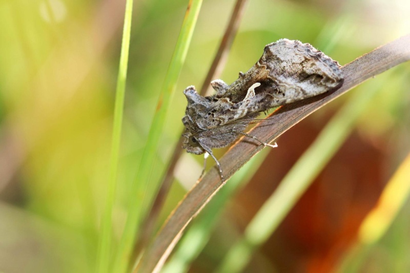 Gammaeule (Autographa gamma) 