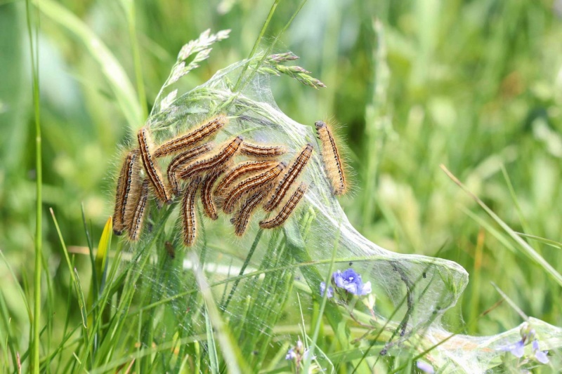 Chenilles de Bombyx à livrée (Malacosoma neustria) 