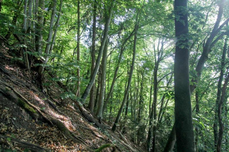 Das Waldgebiet, in dem der Schwarzbraune Kurzschröter 2019 entdeckt wurde