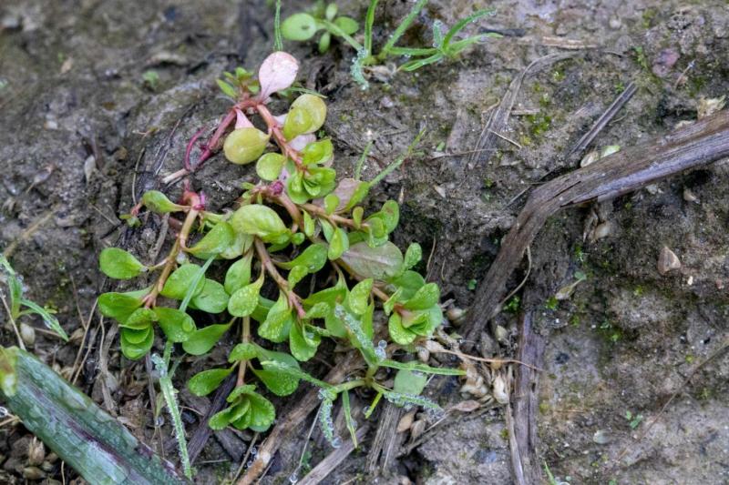 Der Sumpfquendel (Lythrum portula) gilt in der Schweiz als gefährdete Art. 