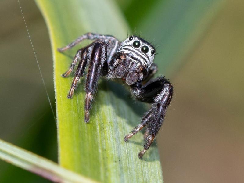 Evarcha arcuata est une araignée sauteuse typique des marais 