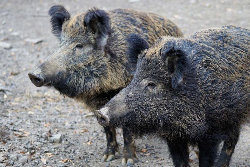  Ein Ausbruch der Afrikanische Schweinepest in der Schweiz wäre ein Notstand, der alle kantonalen Veterinärämter stark beanspruchen würde.