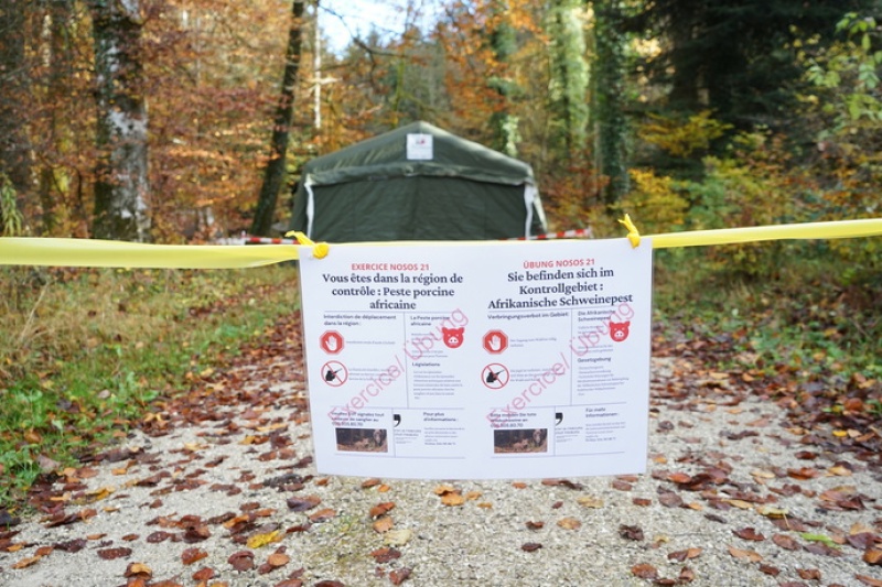 Die gesamtschweizerische Krisenübung gegen die Afrikanische Schweinepest findet von 2 bis 4 November statt.