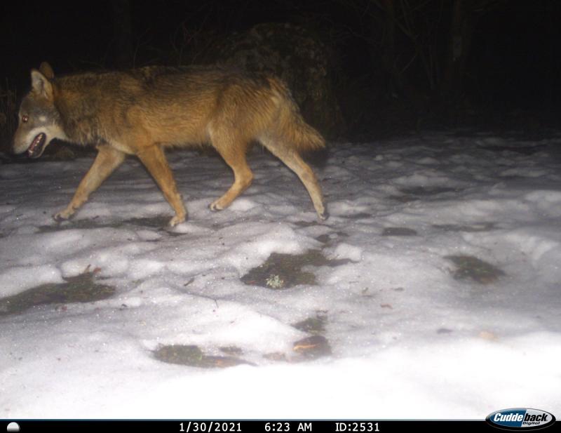 Foto eines Wolfs, aufgenommen vom WNA am 30. Januar 21 