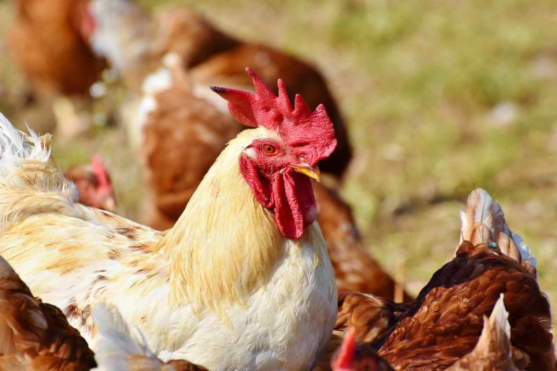 Les mesures prises le long des grands lacs et cours d’eau pour protéger les volailles domestiques contre la grippe aviaire prennent fin le 1er avril 2022.