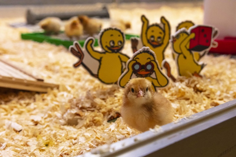 Poussin vivant et poussins dessinés