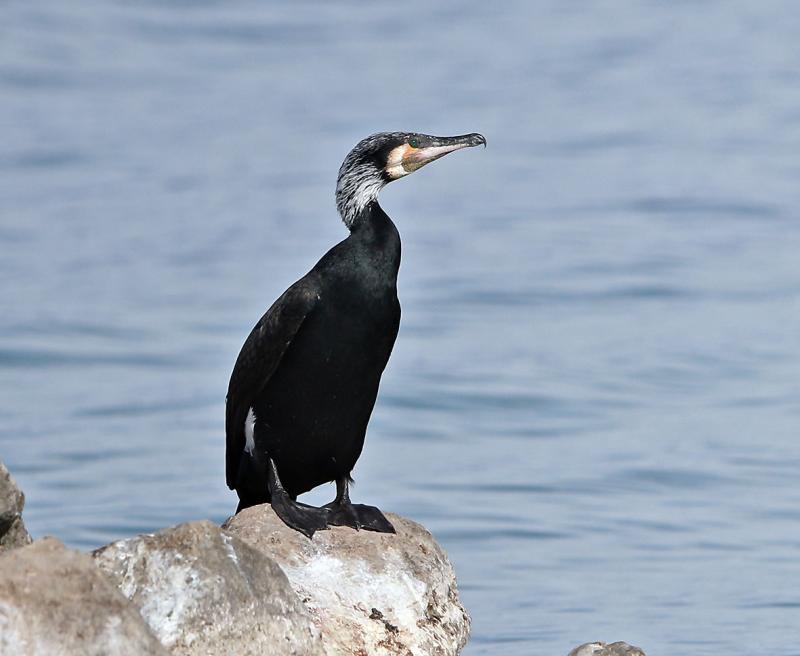 Le grand cormoran