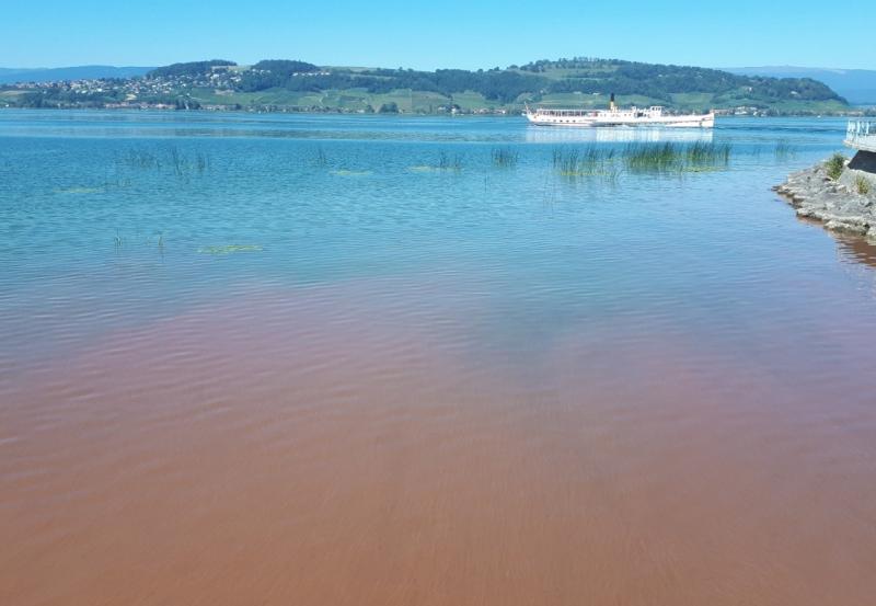 Prolifération de cyanobactéries Woronichinia sp. dans le lac de Morat, septembre 2019