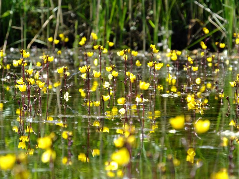 Blüten des Gewöhnlichen Wasserschlauchs in einem Teich