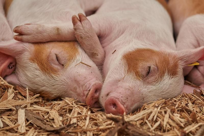 Der Hygienezustand von Schweinen spielt eine wichtige  Rolle für den Verlauf der Krankheit