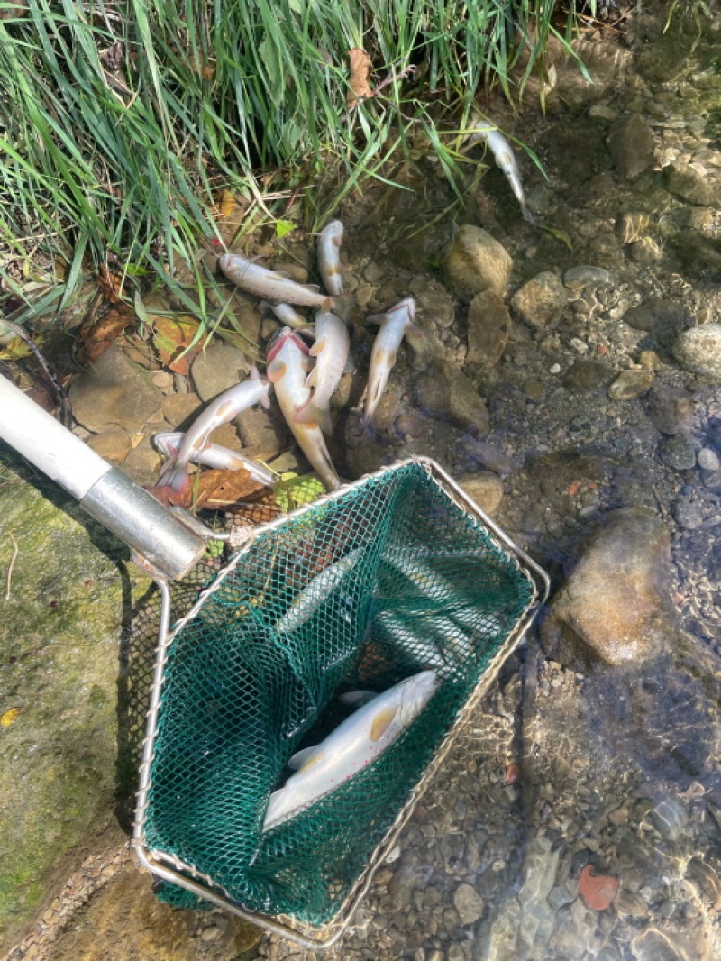 Police cantonale/Kantonspolizei