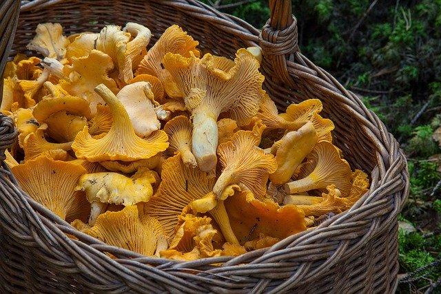 un panier de champignons - copyright Pixabay