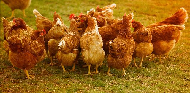 Mesures de lutte contre la grippe aviaire