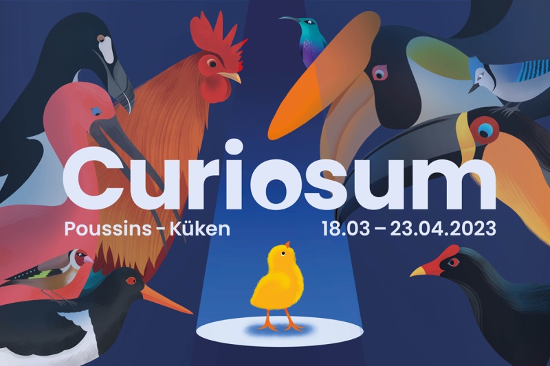 Poussins 2023 - Curiosum