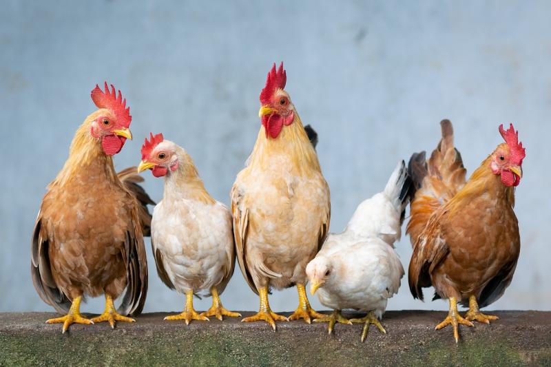 Levée des mesures de grippe aviaire mais la prudence reste de mise