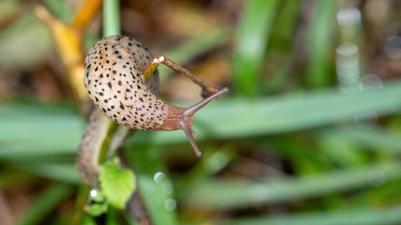 Limace léopard (Limax maximus)