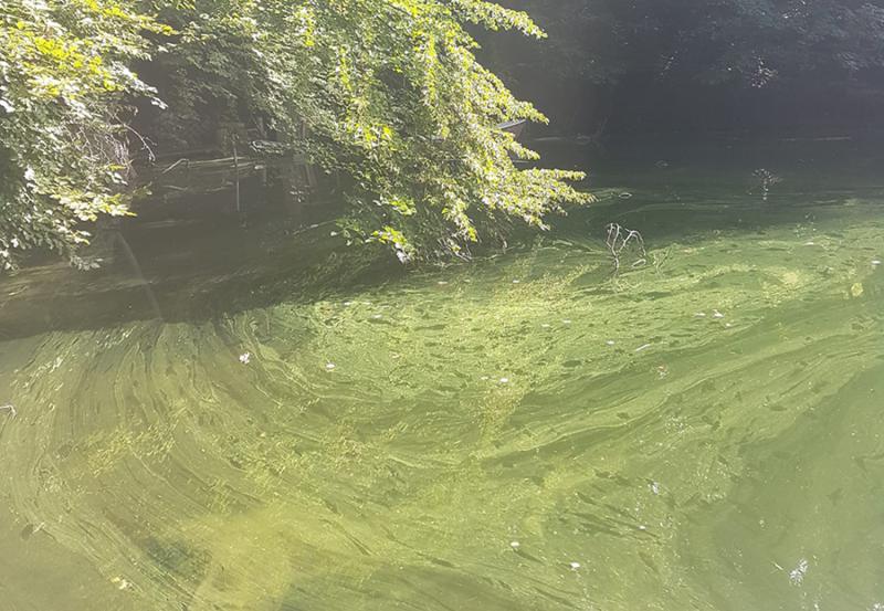 Cyanobactéries, lac de Schiffenen, septembre 2023