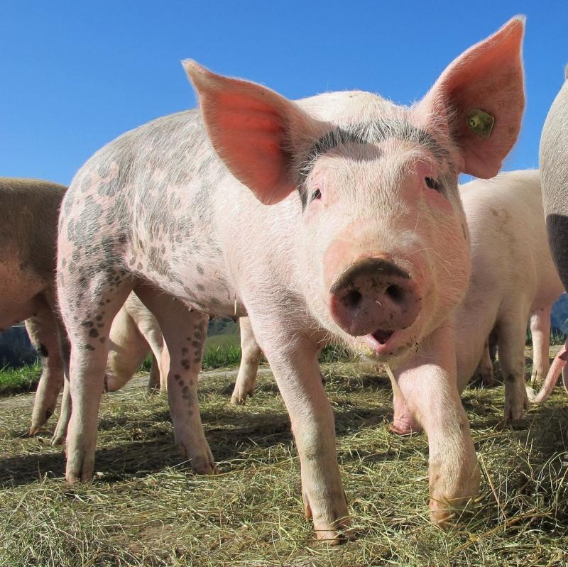 Afrikanische Schweinepest: Die Schweiz trifft  Vorsorgemassnahmen 