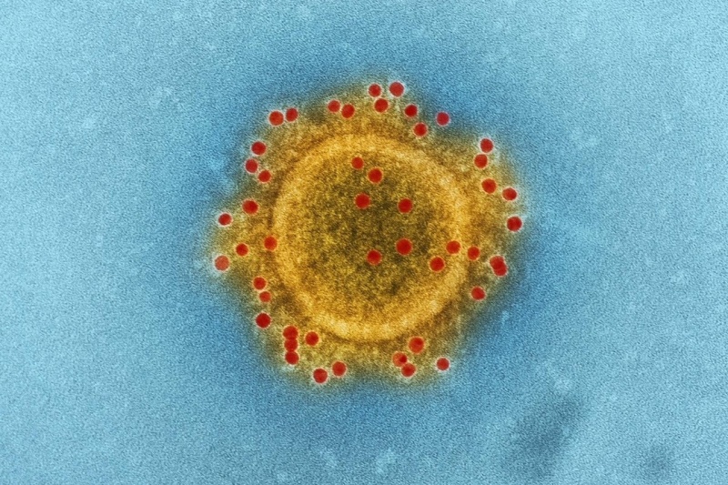 Maladies infectieuses