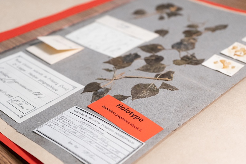 Planche de l'Herbier géographique Lagger