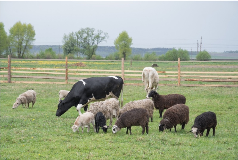 Lutte contre les épizooties