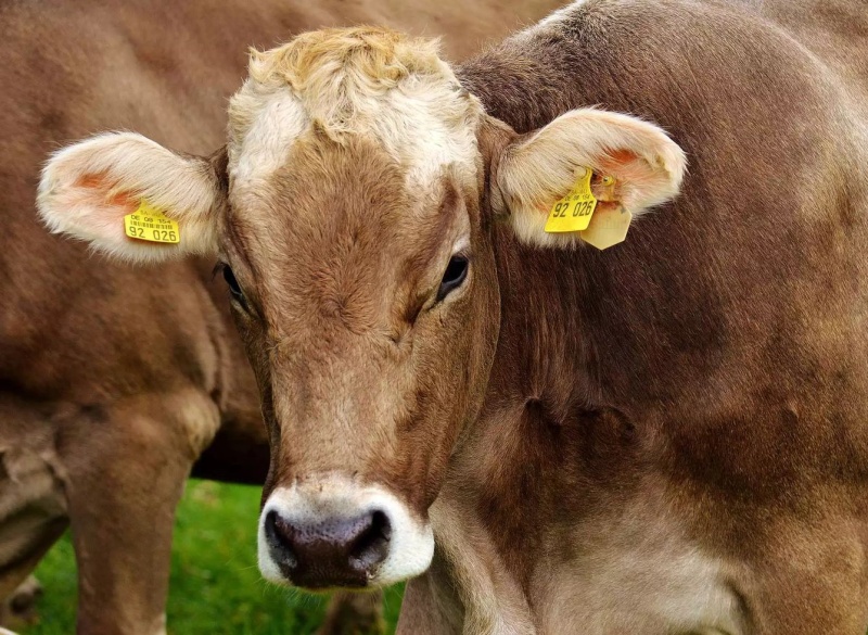 Exploitation bovine